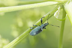  (Phyllobius sp)