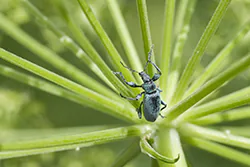  (Phyllobius sp)