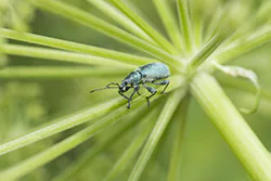  (Phyllobius sp)