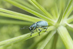  (Phyllobius sp)