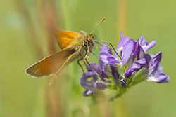 Karłątek leśny (Thymelicus sylvestris)