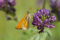 Karłątek leśny (Thymelicus sylvestris)