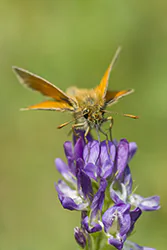Karłątek leśny (Thymelicus sylvestris)