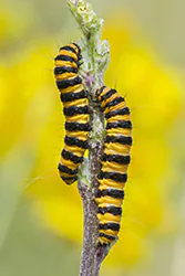 Proporzyca marzymłódka (Tyria jacobaeae)