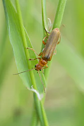  (Cantharis livida)