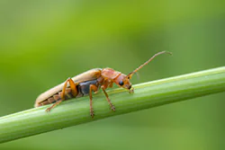  (Cantharis livida)