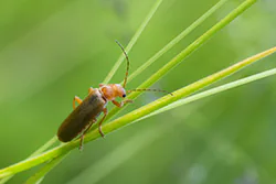  (Cantharis livida)