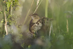 Świerszczak (Locustella naevia)