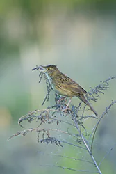 Świerszczak (Locustella naevia)