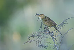 Świerszczak (Locustella naevia)