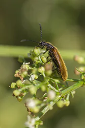  (Lagria hirta)