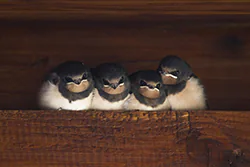 Jaskółka dymówka (Hirundo rustica)