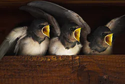 Jaskółka dymówka (Hirundo rustica)