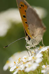 Czerwończyk żarek (Lycaena phlaeas)