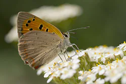 Czerwończyk żarek (Lycaena phlaeas)