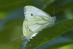 Green-veined White (Pieris napi)
