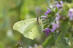 Latolistek cytrynek (Gonepteryx rhamni)