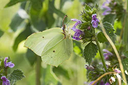 Latolistek cytrynek (Gonepteryx rhamni)