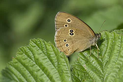 Przestrojnik trawnik (Aphantopus hyperantus)