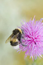 Bumblebee (Bombus sp)