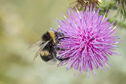 Bumblebee (Bombus sp)