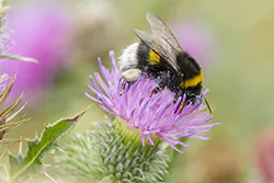 Bumblebee (Bombus sp)