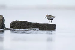 Biegus zmienny (Calidris alpina)