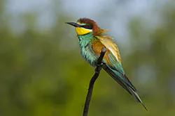 Żołna (Merops apiaster)