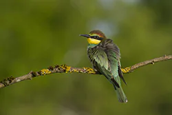 Żołna (Merops apiaster)