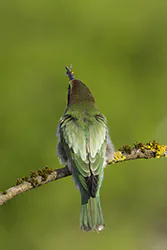 Żołna (Merops apiaster)