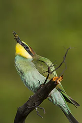Żołna (Merops apiaster)