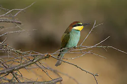 Żołna (Merops apiaster)