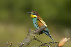 Żołna (Merops apiaster)