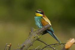 Żołna (Merops apiaster)