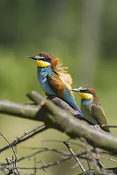 Żołna (Merops apiaster)