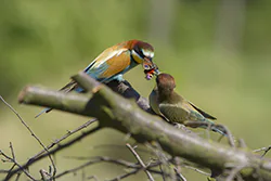 Żołna (Merops apiaster)