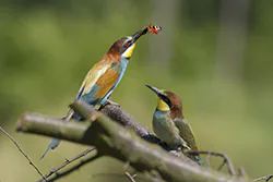 Żołna (Merops apiaster)