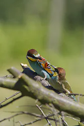 Żołna (Merops apiaster)