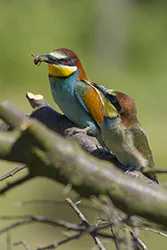 Żołna (Merops apiaster)