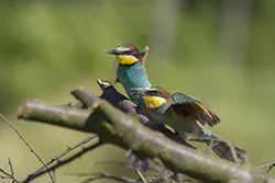 Żołna (Merops apiaster)