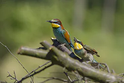 Żołna (Merops apiaster)
