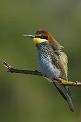 Żołna (Merops apiaster)