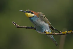 Żołna (Merops apiaster)