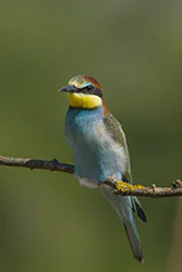 Żołna (Merops apiaster)