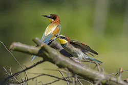 Żołna (Merops apiaster)