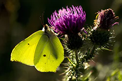 Latolistek cytrynek (Gonepteryx rhamni)