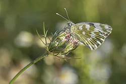 Eastern Bath White (Pontia edusa)