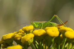 Miecznik łąkowy (Conocephalus dorsalis)