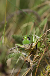 Łatczyn brodawnik (Decticus verrucivorus)