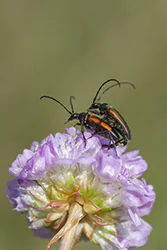  (Stenurella melanura)